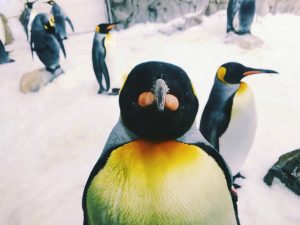 Kaiserpinguine