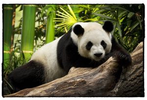 großer Panda