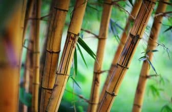 Bambus ist ein natürlicher und nachhaltiger Rohstoff