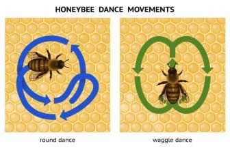 Bienentanz