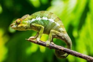 Chamäleon auf Madagaskar