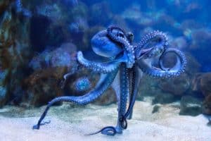 Krake im Meer