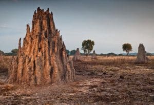 Termitenbau in Australien