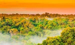 Amazonas Regenwald